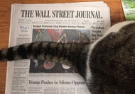 Catio Bob's Wall Street Journal Article