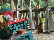 Donna's Catio