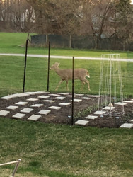 Removable Small Garden Fence Works to Keep Deer Out