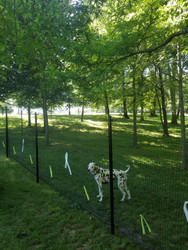 Dalmatian Fence