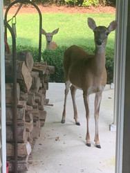 Deer Getting Too Close?