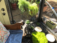 Catio in CA with Galvanized 2x2 Fence