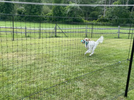 Happy Dog, Ives Fence