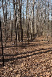 Fence in the North Carolina Woods