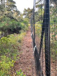 Deer Fence in Nantucket