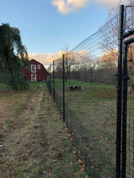 Outdoor Cat Play Yard