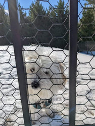 Small Dog Fence in South Carolina 