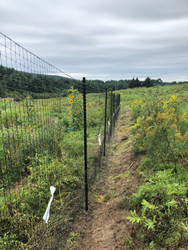 Sunflower Deer Fence