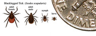 Controlling ticks with a deer fence