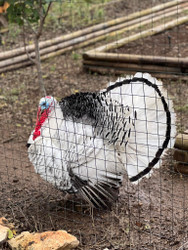 Ramon's Turkey Fence