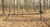 Fence Kit CXO6 (6 x 300 Strong)