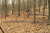 Fence Kit CXO4 (7.5 x 300 Selectable Strength) Most Popular