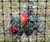 Critterfence® 800 8 x 100 Poly Fence (Graduated Reinforced Bottom)