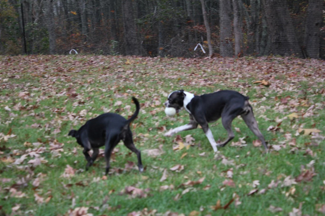 Metal Dog Fence Kits