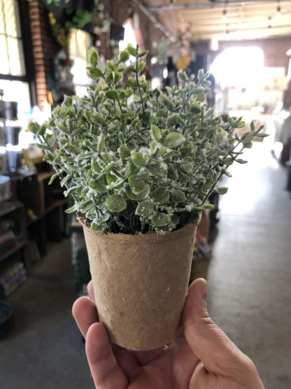 Baby Leaf Plant in Peat Pot - Faux