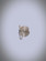 1 LT WALL SCONCE (77|P442-084)