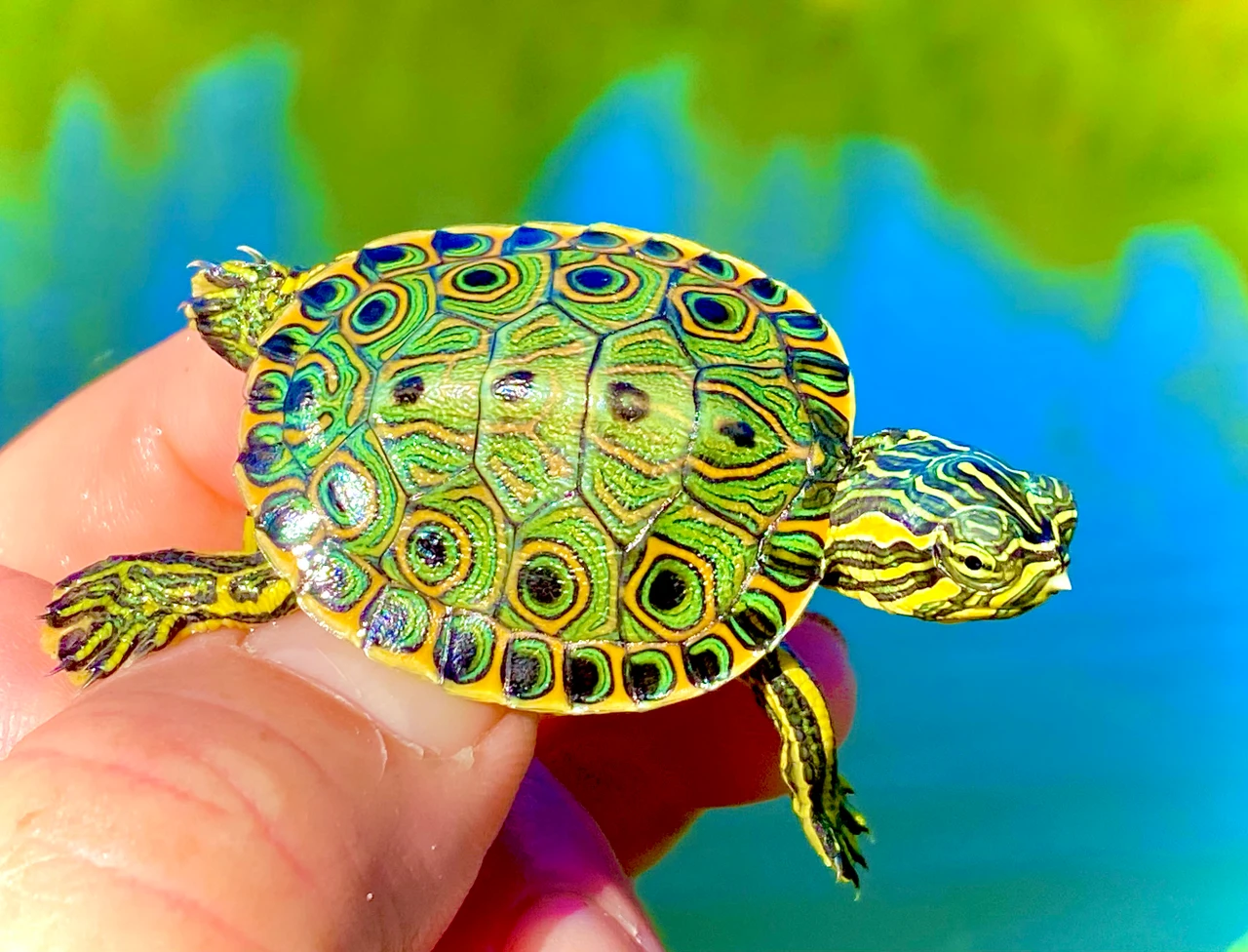 Belize Sliders for sale | The Turtle Source