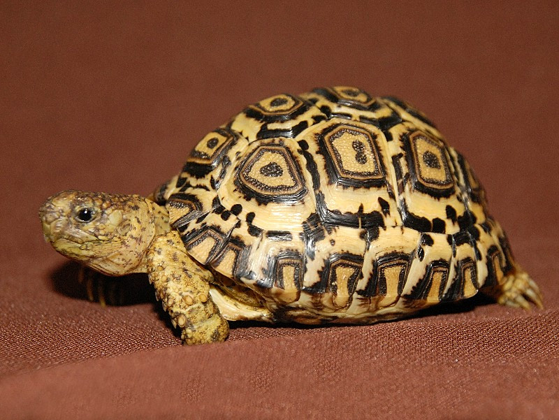 High White Leopard Tortoises High White Leopard Tortoises For Sale