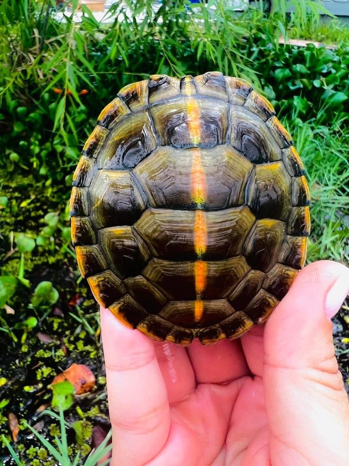 High Colored Southern Painted Turtles For Sale The Turtle Source
