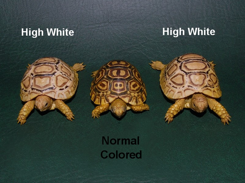 High White Leopard Tortoises High White Leopard Tortoises For Sale