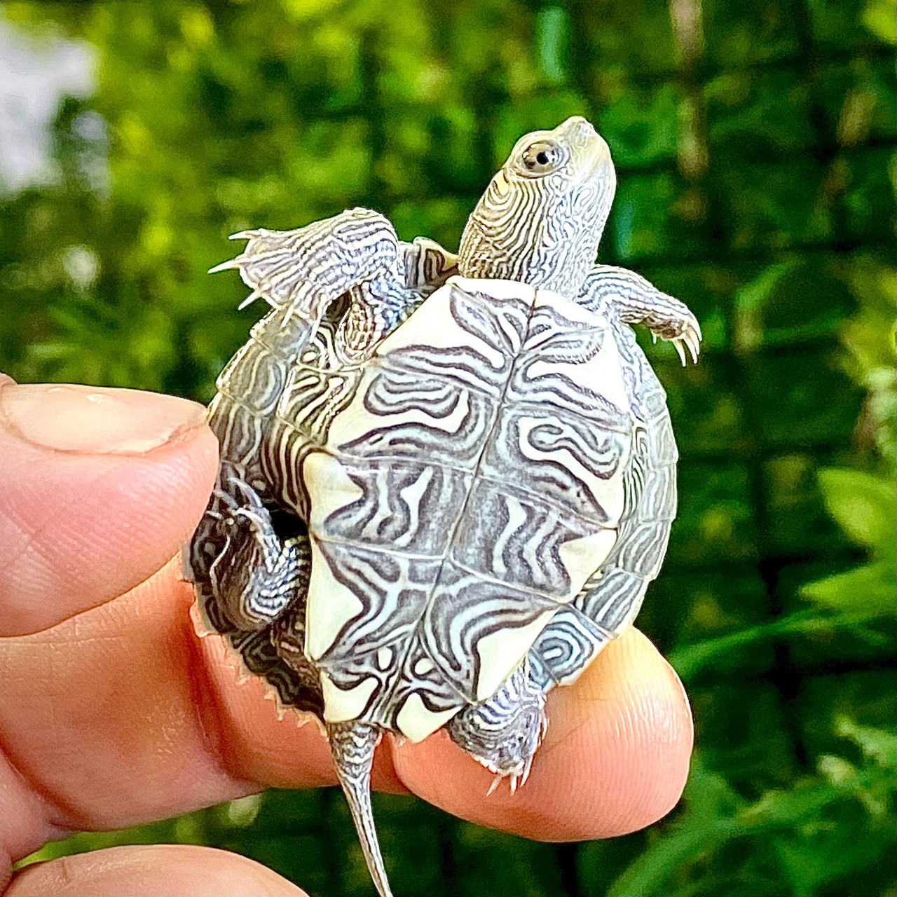 Mississippi Map Turtles For Sale The Turtle Source   IMG 5771  74468.1628105760 