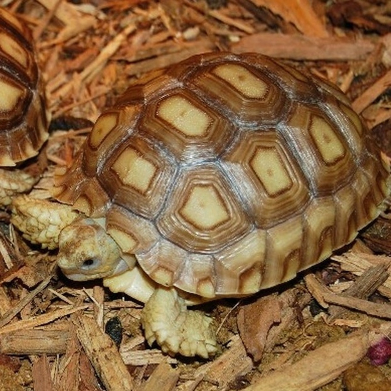 Adult Sulcata Tortoises For Sale The Turtle Source 