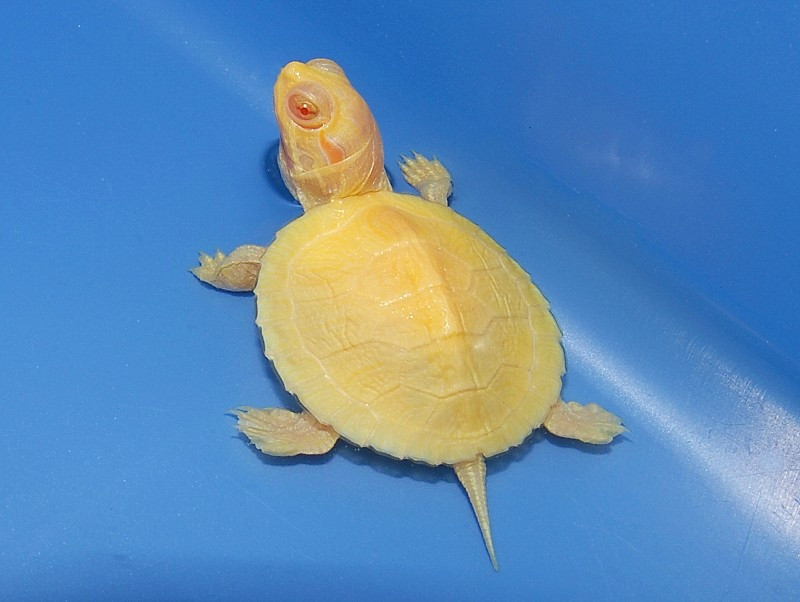 Albino Red Eared Sliders for sale | The Turtle Source