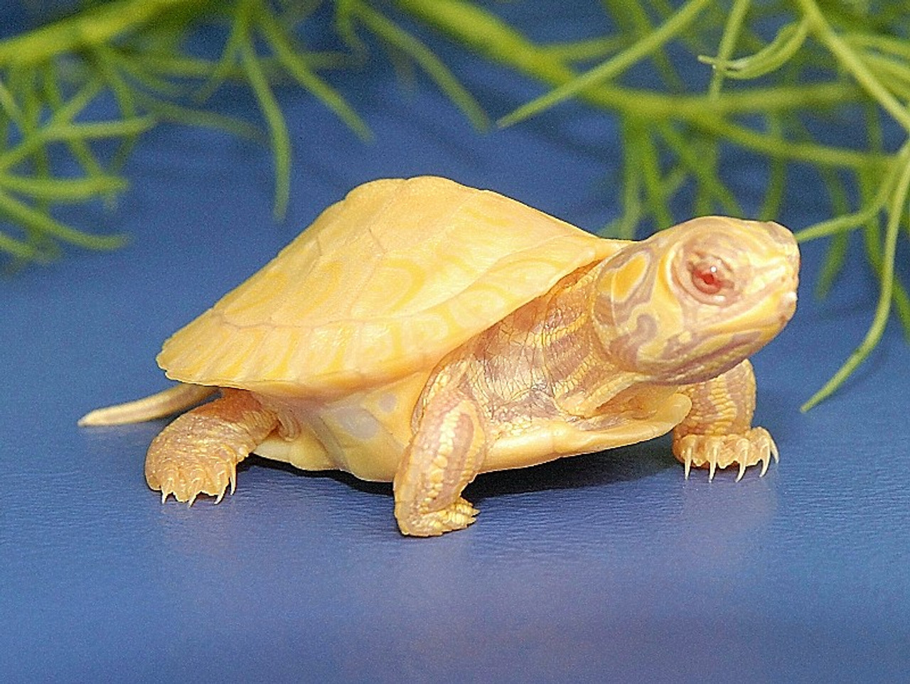 Albino Yellow Bellied Sliders for sale | The Turtle Source