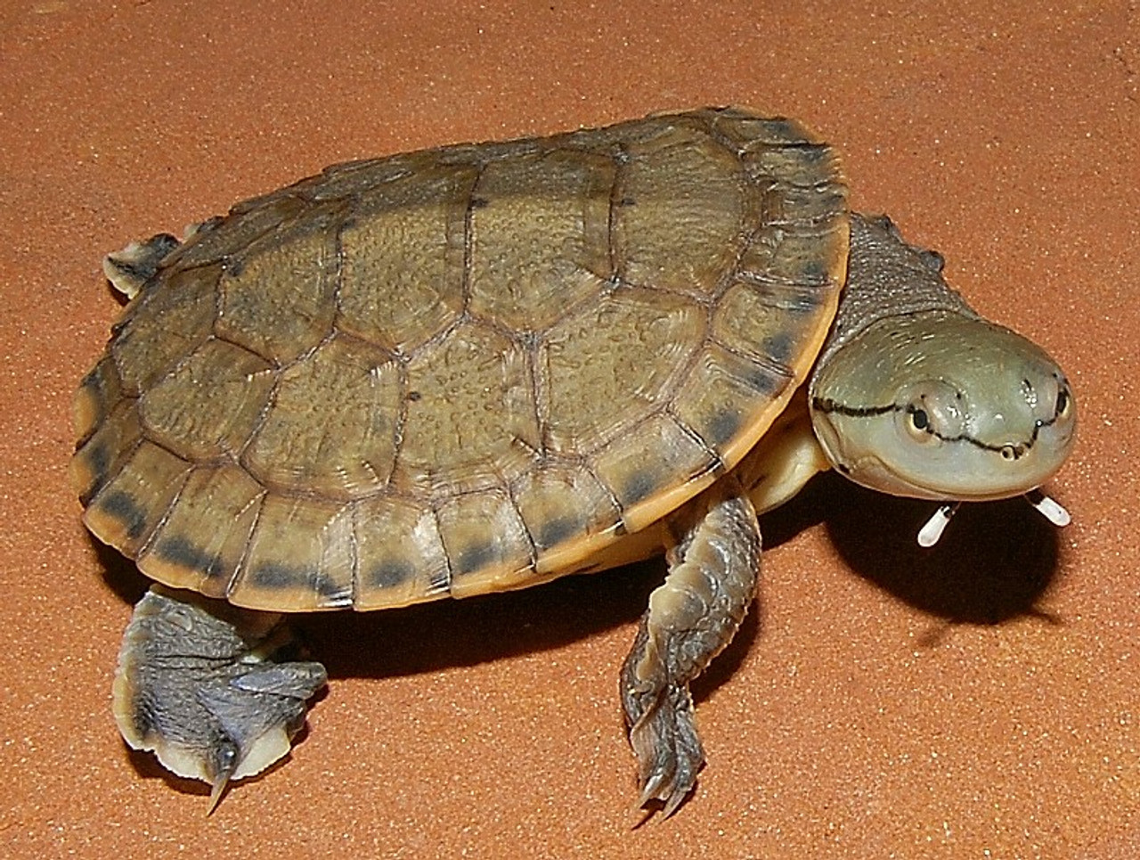 Argentine Side Necked Turtles for sale The Turtle Source