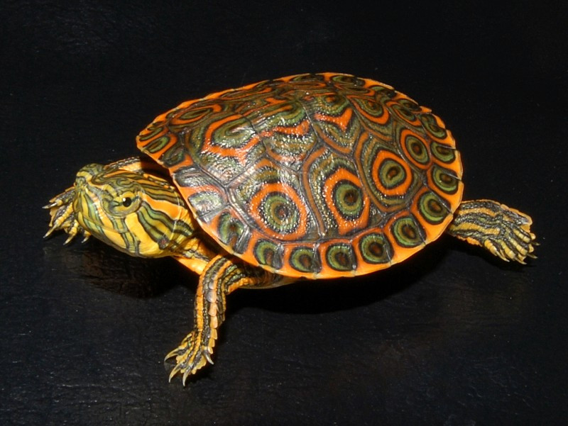 Belize Sliders for sale | The Turtle Source