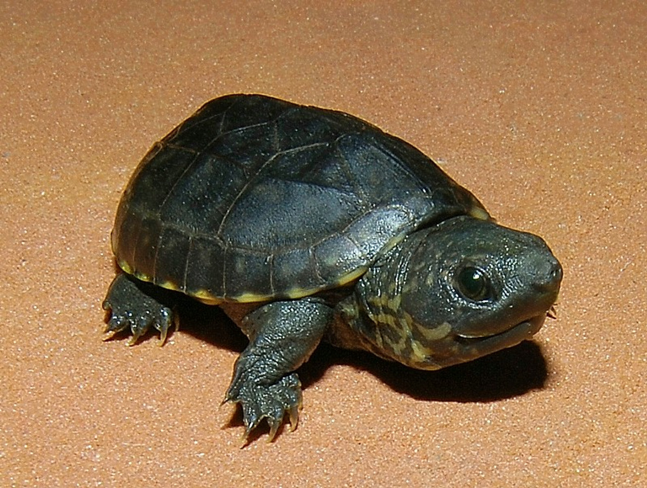 Staurotypus triporcatus