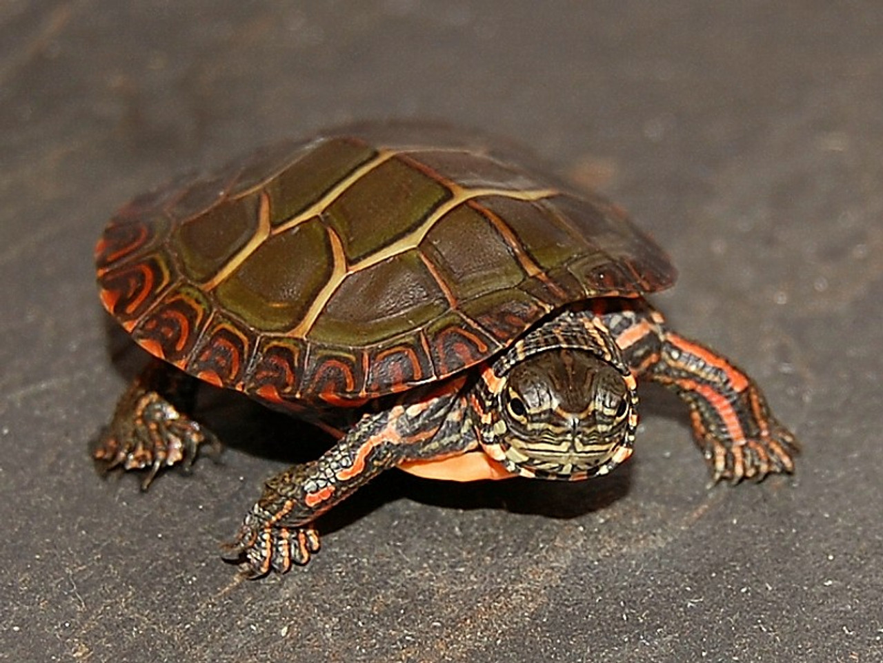 Small deals painted turtle