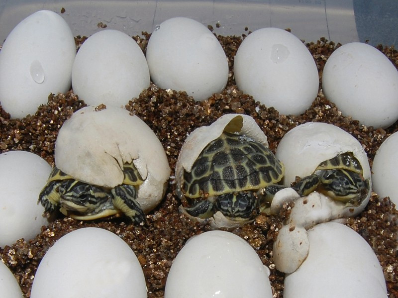 Florida Chicken Turtles for sale | The Turtle Source