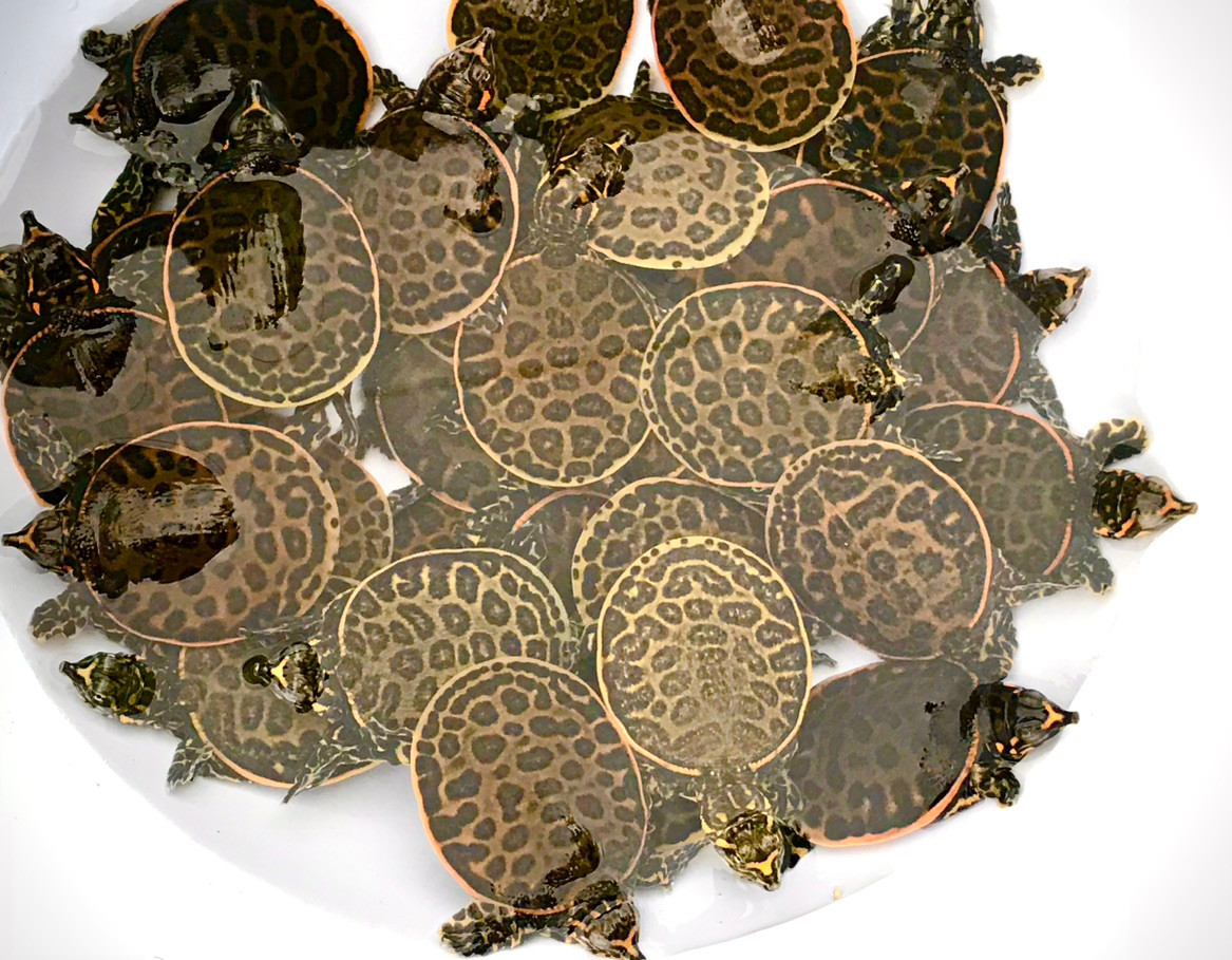 Florida Softshell Turtles for sale | The Turtle Source