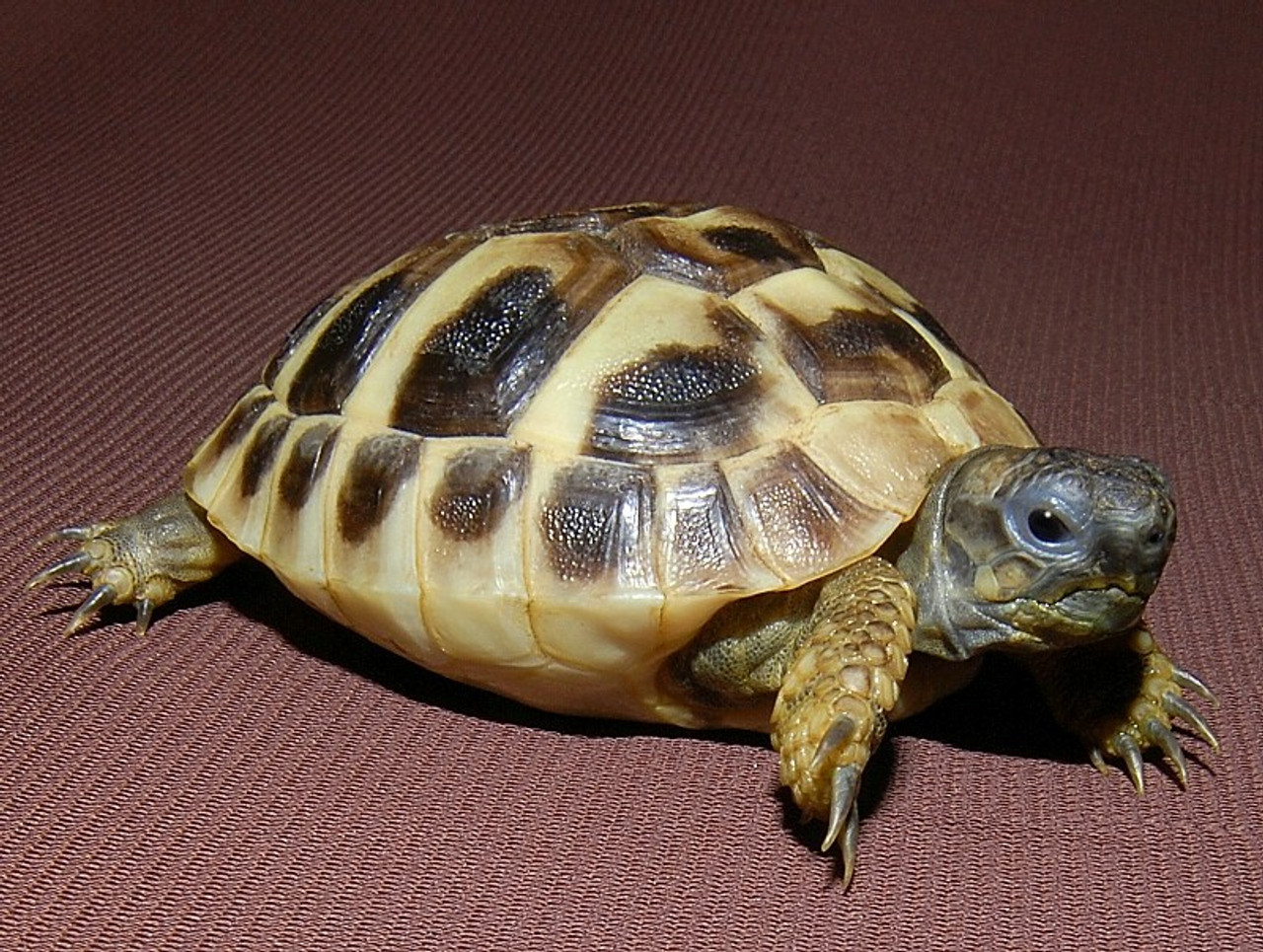 Many Tortoises for Kids.