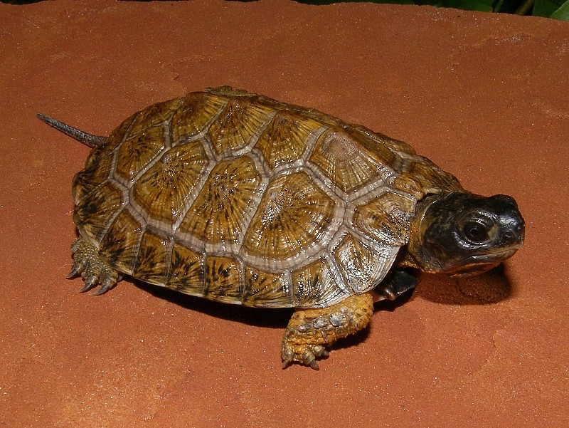 High Yellow North American Wood Turtles High Yellow North American