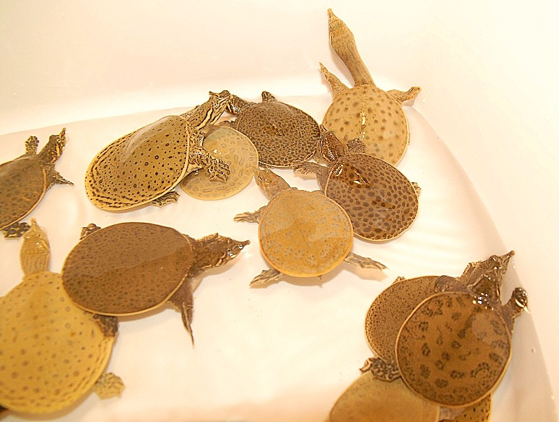 Hybrid Florida and Spiney Softshell Turtles for sale | The Turtle Source