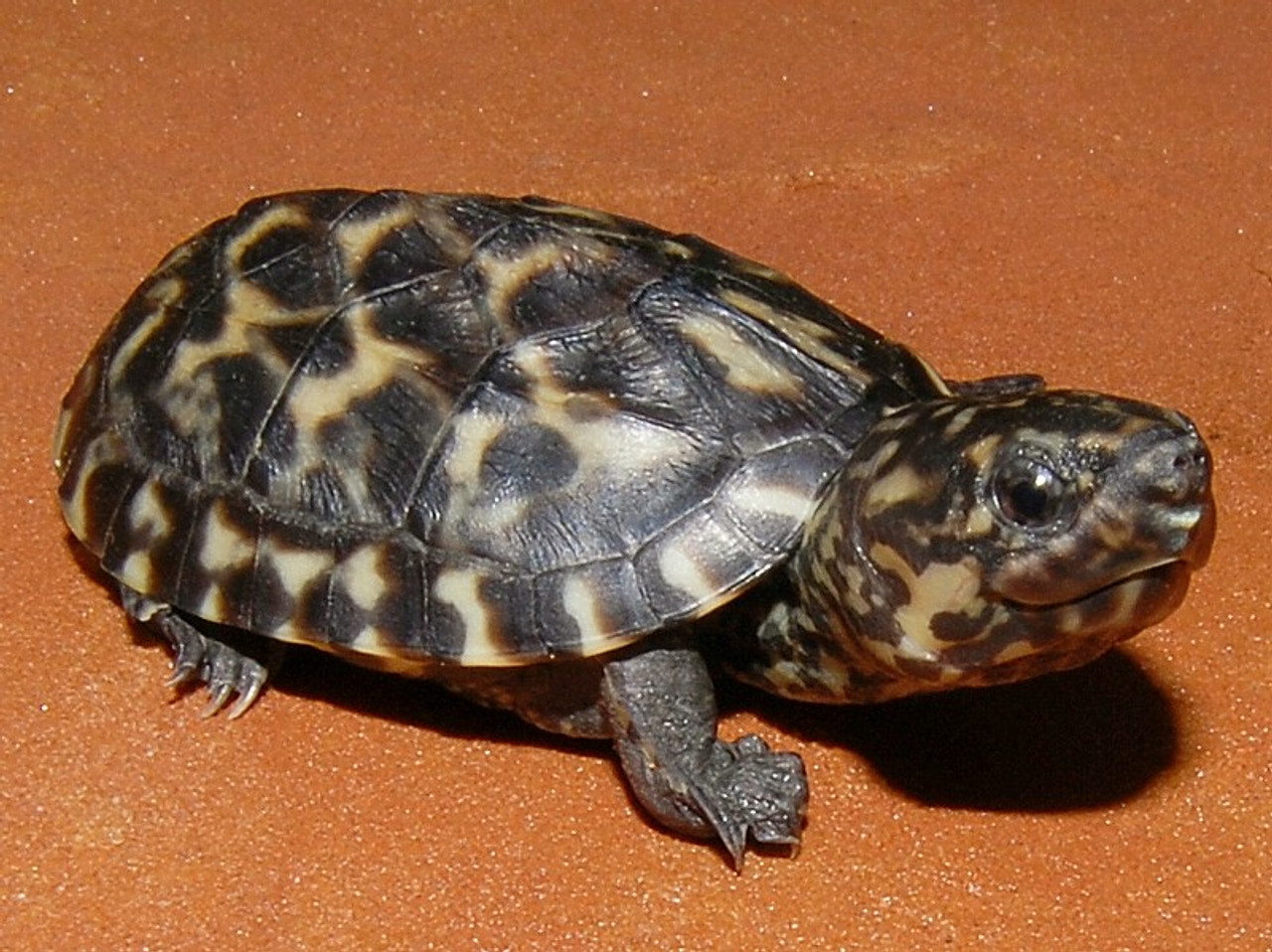 I need a fingernail trim | Male Yellow-bellied slider turtle… | Flickr