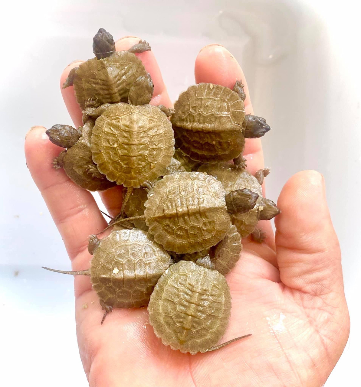 24 Tiny Turtles Who Need A Reality Check (PHOTOS)