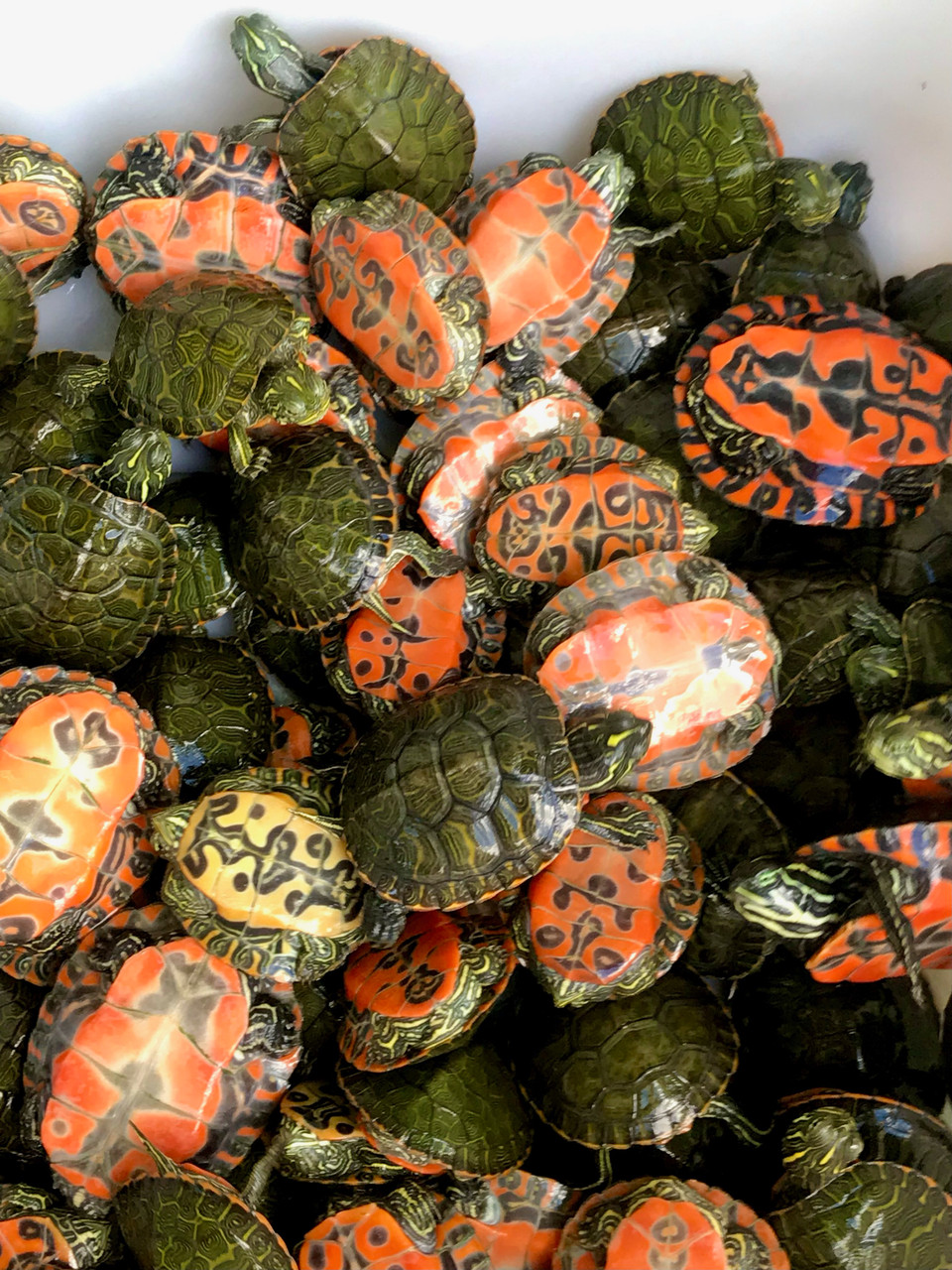 Northern Red Bellied Turtles for sale | The Turtle Source