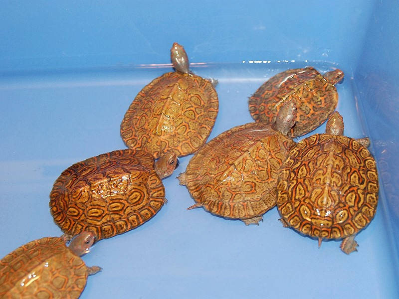 Painted Wood Turtles for sale The Turtle Source