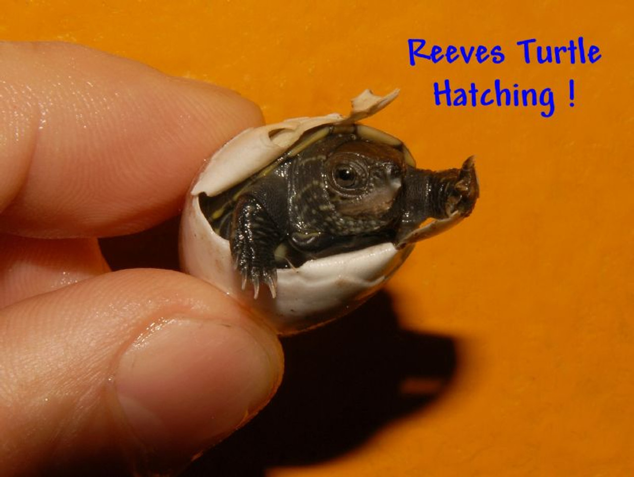 Reeves Turtles for sale The Turtle Source