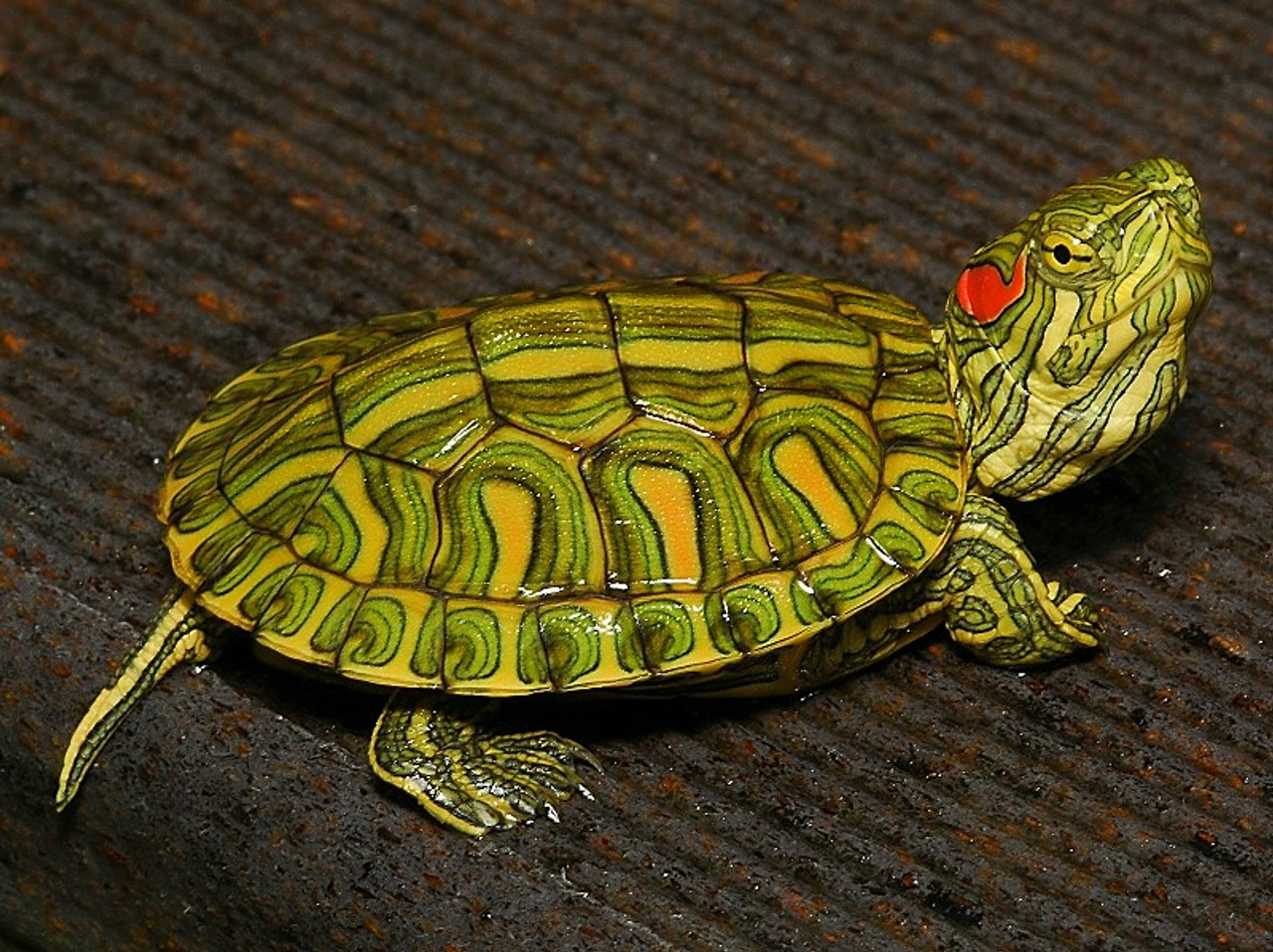 full grown red eared slider turtle