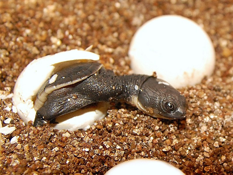 Siebenrock's Snake Necked Turtles for sale | The Turtle Source
