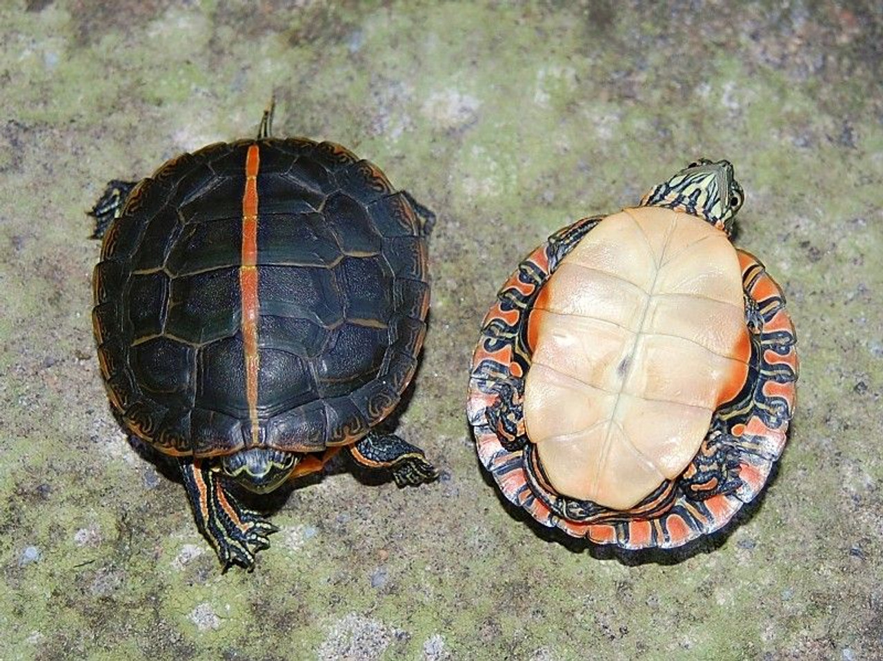 Southern Painted Turtles for sale | The Turtle Source