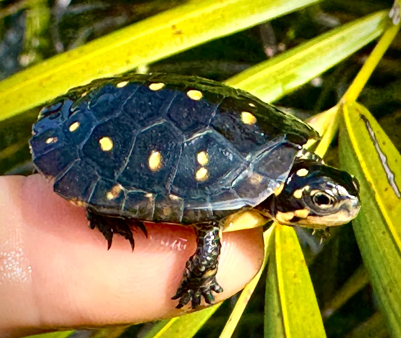 Spotted Turtles for sale | The Turtle Source