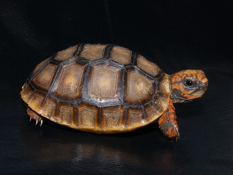 red light for tortoise