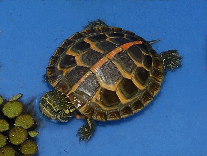 High Colored Southern Painted Turtles For Sale The Turtle Source