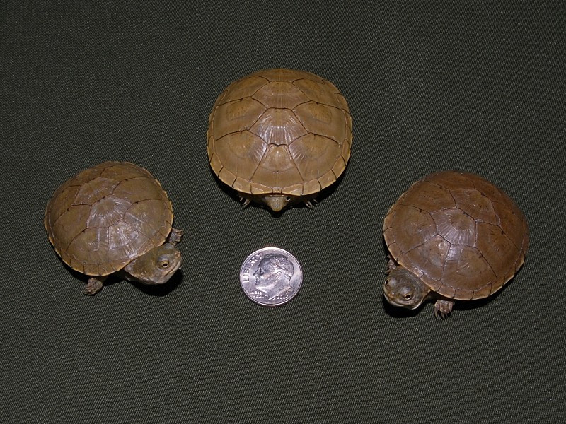 Yellow Mud Turtles for sale | The Turtle Source