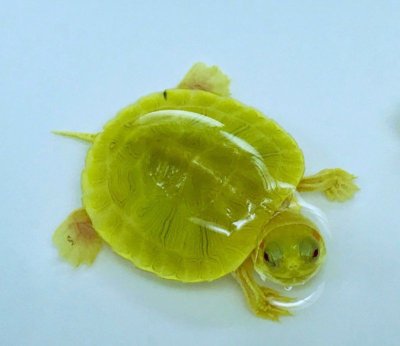 Emerald Albino Paradox Red Eared Sliders for sale The Turtle Source